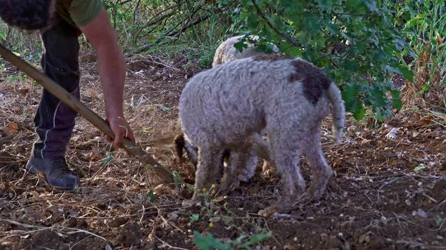 2 dogs of Lagotto Romagnolo, truffle dog, dig in search of truffles. The man helps the dogs to dig the ground too hard. Abruzzo, Italy, Europe