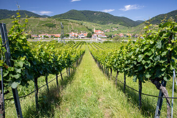 Green field of vines in Austria