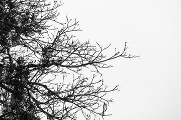 silhouette of a tree in a black and white style photo in Rio de Janeiro.