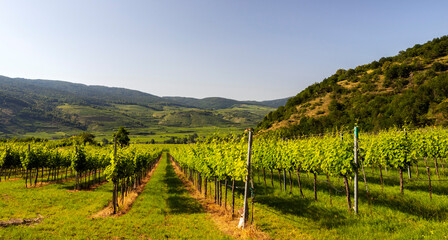 Naklejka premium Green field of vines on the hills