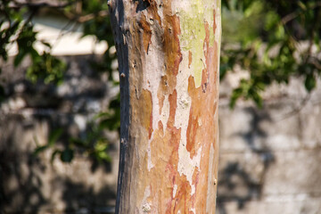 trunk of a tree in Rio de Janeiro.