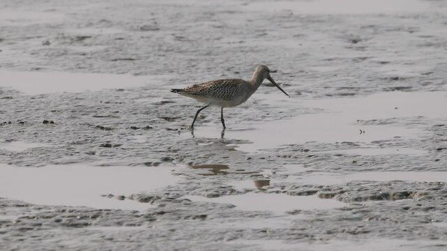 Bar-tailed Godwits Foraging on Mudflats along the West Coast of South Korea