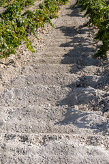 Landscape with famous sherry wines grape vineyards in Andalusia, Spain, sweet pedro ximenez or...