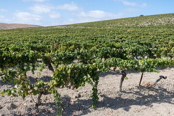 Landscape with famous sherry wines grape vineyards in Andalusia, Spain, sweet pedro ximenez or...