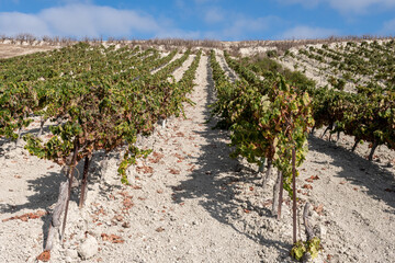 Landscape with famous sherry wines grape vineyards in Andalusia, Spain, sweet pedro ximenez or...