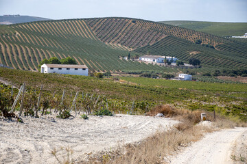 Landscape with famous sherry wines grape vineyards in Andalusia, Spain, sweet pedro ximenez or...