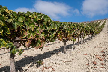Harvest on famous sherry wines grape vineyards in Andalusia, Spain, sweet pedro ximenez or muscat,...