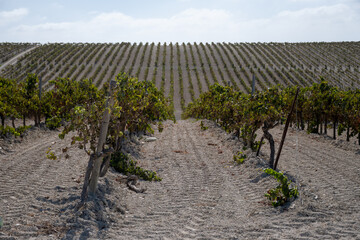 Landscape with famous sherry wines grape vineyards in Andalusia, Spain, sweet pedro ximenez or...