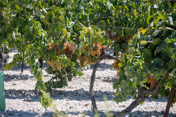 Harvest on famous sherry wines grape vineyards in Andalusia, Spain, sweet pedro ximenez or muscat,...