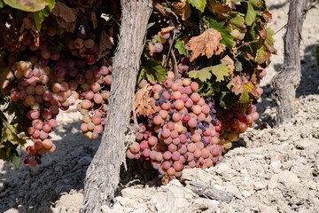 Harvest on famous sherry wines grape vineyards in Andalusia, Spain, sweet pedro ximenez or muscat,...