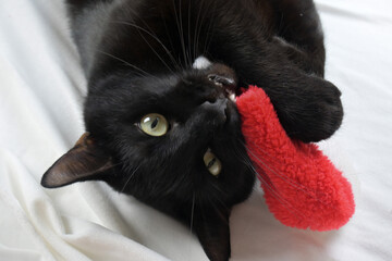 A huge black cat lies on a white sheet. Christmas. Celebrate Christmas. A cat in a Santa hat.