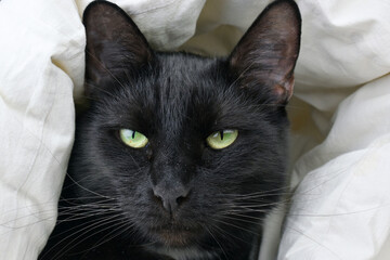 Portrait of a serious black cat in a blanket. The cat looks at the camera.