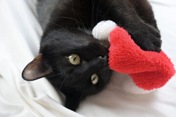 A huge black cat lies on a white sheet. Christmas. Celebrate Christmas. A cat in a Santa hat.