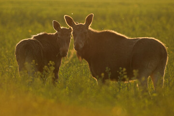  Łoś (Alces alces) moose © Bartosz Rakoczy