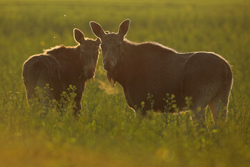  Łoś (Alces alces) moose © Bartosz Rakoczy