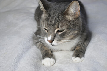 Expressive muzzle of a tabby cat.