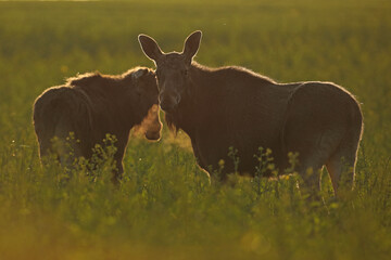  Łoś (Alces alces) moose © Bartosz Rakoczy