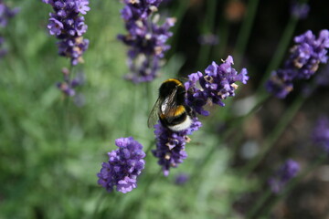 bumblebee on lavendel flower macro close up picture 