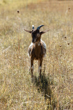 chevreau
