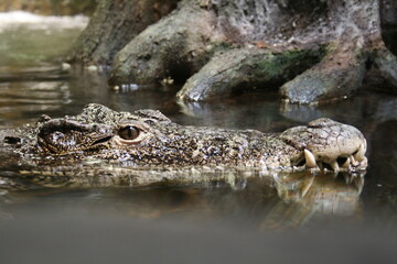 alligator in the water