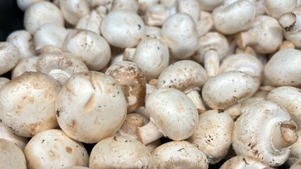 mushrooms on a white background