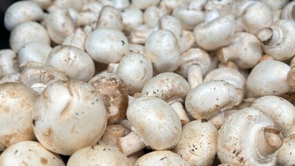 close up to mushrooms