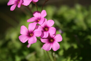 pink flowers in the garden macro close up picture 