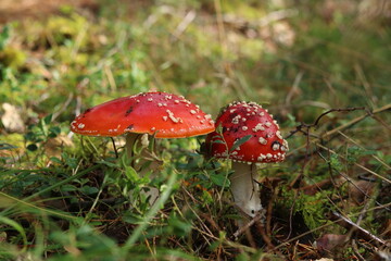 fly agaric mushroom in the forest 