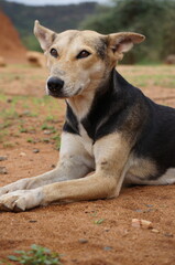 stray dog portrait 