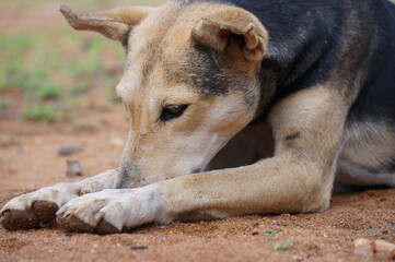dog sniffing on the ground