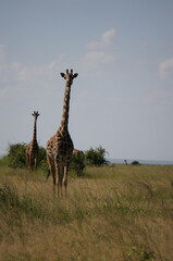 giraffe in the savannah looking to the camera 