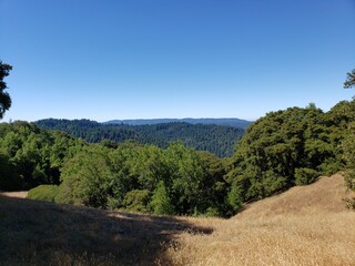 Obraz premium Forest Panorama with Blue Sky