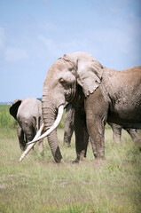 Fototapeta premium elephants in the wild