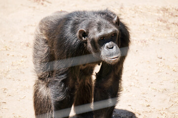 chimpanzee portrait behind fence animal rescue  