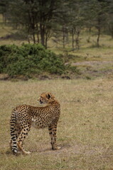 cheetah in the grass