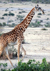 giraffe in the savannah