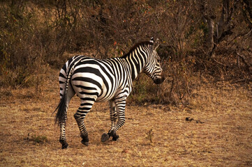 zebra in the savannah