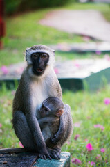 mother and baby monkey