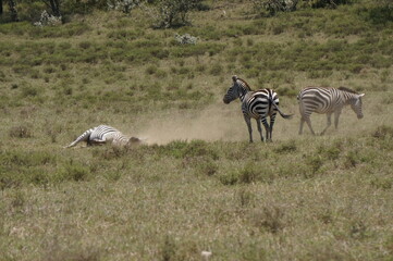 zebras rolling in sand on the savannah