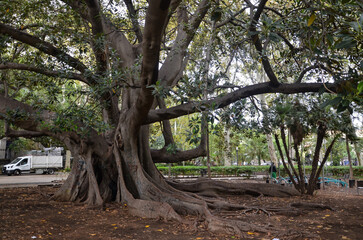 Striking huge tree in Belini Park in Catania