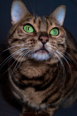 Portrait of a Bengal cat sitting on a chair. The cat has a characteristic color with spots and stripes, with short, shiny fur.