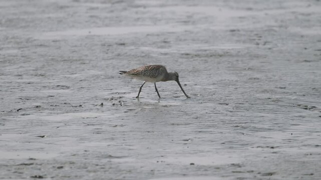 Bar-tailed Godwits Foraging on Mudflats along the West Coast of South Korea