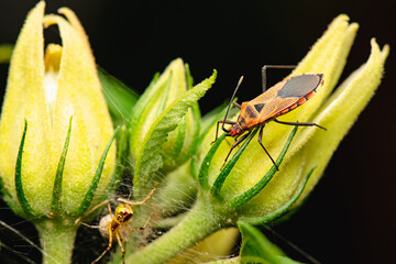 The Cotton Plant Bug is red orange in colour with black legs. It is slow moving, always found...