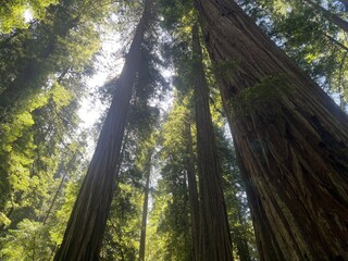 Redwoods National Park