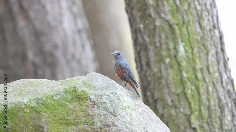 Poster blue rock thrush in a field