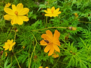 yellow flowers in the grass