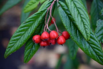 red berries on a branch