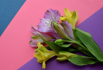 Bouquet of purple and yellow alstroemeria flowers in green leaves on a multicolored background. Peruvian lily.