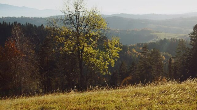 Beautiful fall meadow in sunshine of golden hour in forested Beskid Mountains of Poland in Gorce. Radiant relaxing scenery of natural beauty. Viewpoint of tourist trail. High quality 4k footage