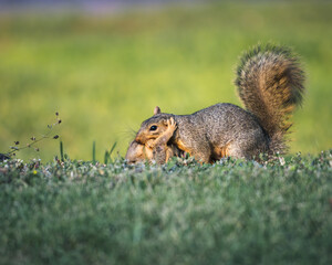 squirrel in the park with a baby in its mouth.